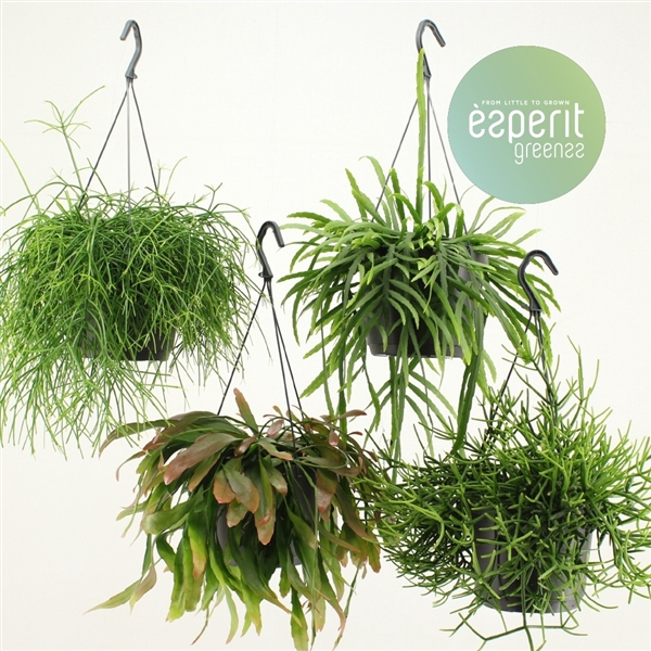 <h4>Rhipsalis Mix hangpot</h4>