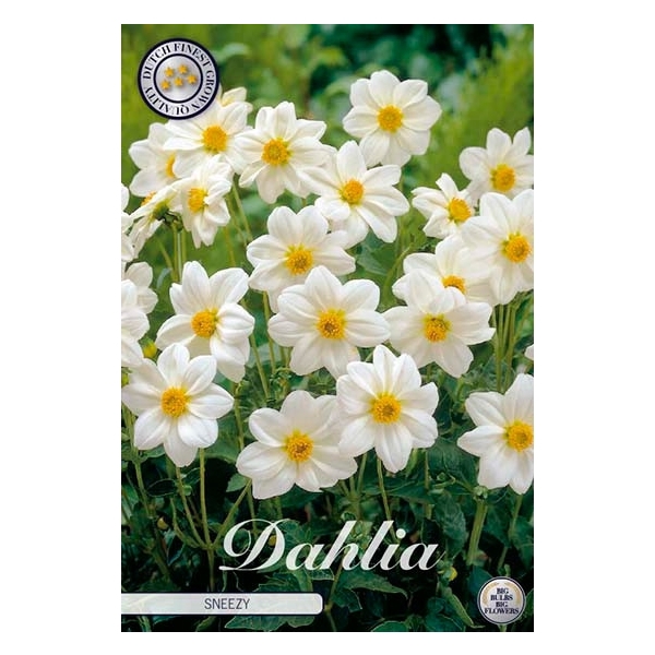 <h4>Dahlia Sneezy x1</h4>