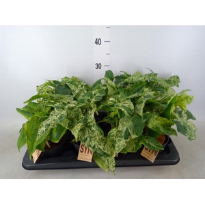 Syngonium podop. 'Mottled'