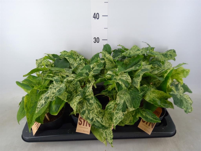 <h4>Syngonium podop. 'Mottled'</h4>