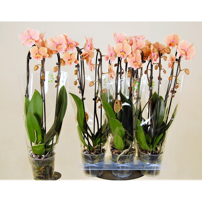 <h4>PHAL EL CASCADE</h4>