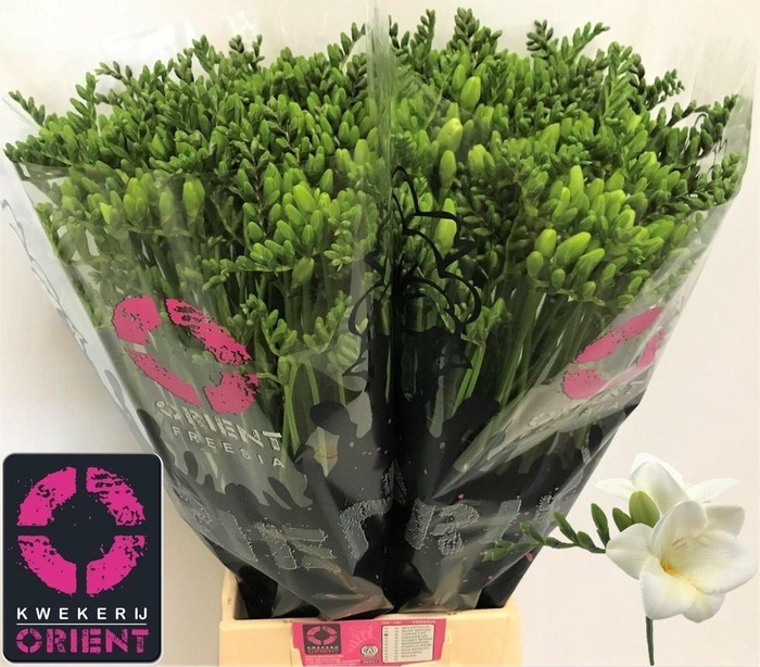 <h4>Freesia enk Corvette</h4>