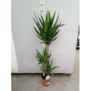 Yucca