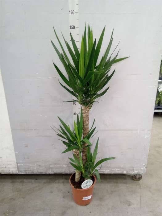 <h4>Yucca</h4>