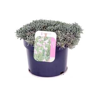 Antennaria dioica Alex Duguid