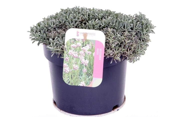 <h4>Antennaria dioica Alex Duguid</h4>