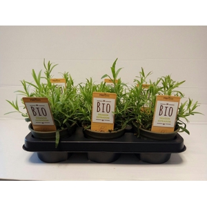 Dragon P12 HERBIO steker