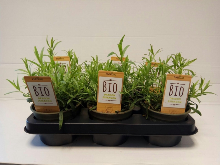 <h4>Dragon P12 HERBIO steker</h4>