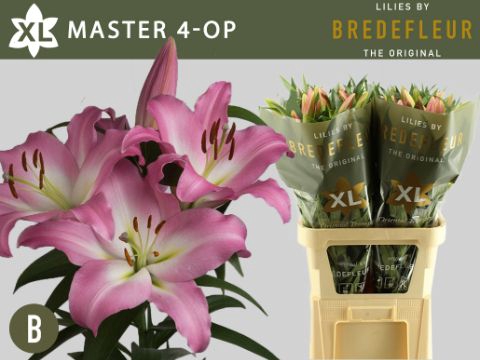 <h4>Li Or Master 4+ Bredefleur</h4>