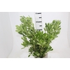 FOLHAGEM PITOSPORO VERDE 060 CM