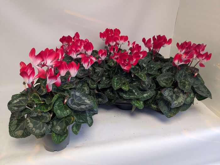 <h4>CYCL MD INDIAKA</h4>