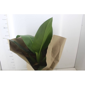 PHILODENDRON PACOVA P30