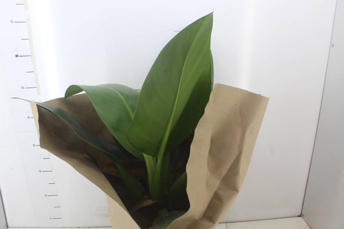 PHILODENDRON PACOVA P30