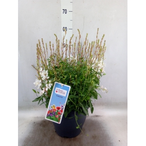 Gaura lindheimeri   ...