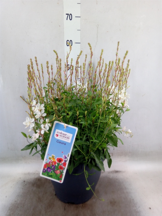 <h4>Gaura lindheimeri   ...</h4>