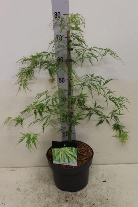<h4>Acer palmatum 'Dissectum' P23 potgekweekt</h4>