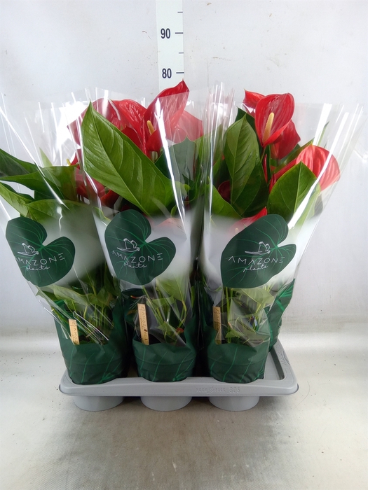 <h4>Anthurium andr. 'Melodia'</h4>