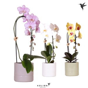 Kolibri Orchids Phalaenopsis Cascade Niagara Fall mix 1 spike in Pastel pot mix