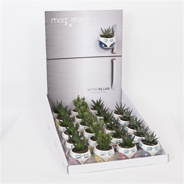 <h4>Magnetized Peace in Display with Succulent mix</h4>