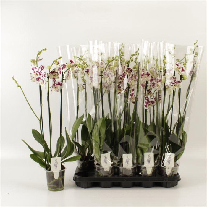 <h4>PHAL AN MARRAKESH</h4>