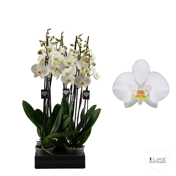 <h4>Phalaenopsis Leeds - 2 tak 80cm</h4>