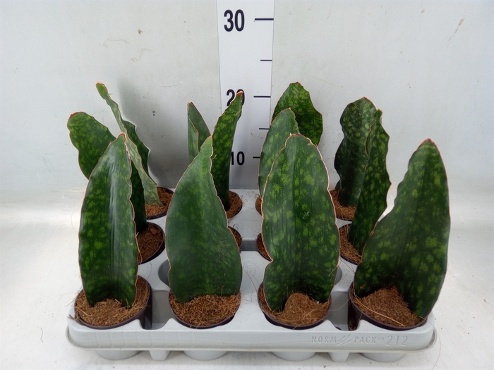 <h4>Sansevieria   ...</h4>