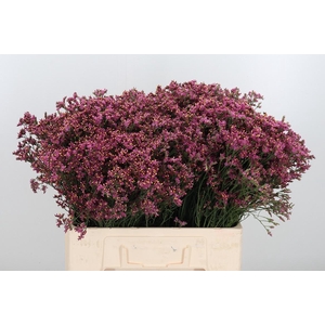 Lim Sin Sen Pin Beau