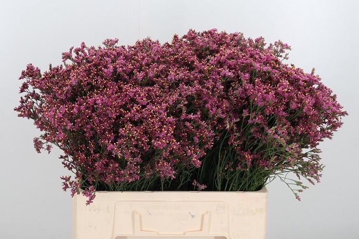 <h4>Lim Sin Sen Pin Beau</h4>