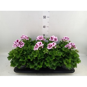 Pelargonium gran.   ..