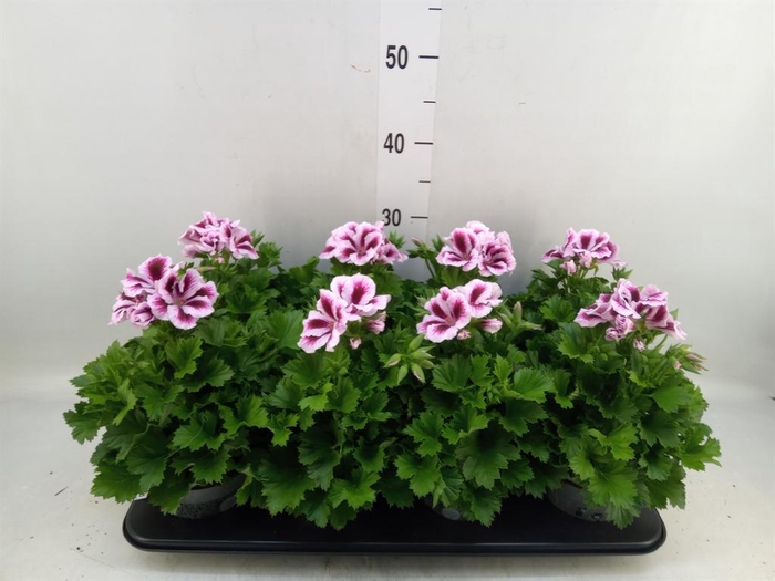 <h4>Pelargonium gran.   ..</h4>