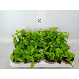 Ficus pumila 'Sunny Green'