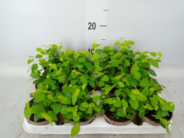 <h4>Ficus pumila 'Sunny Green'</h4>