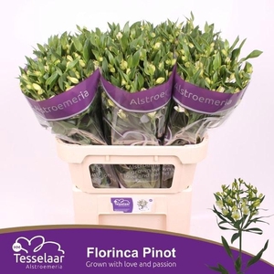 ALST FL PINOT