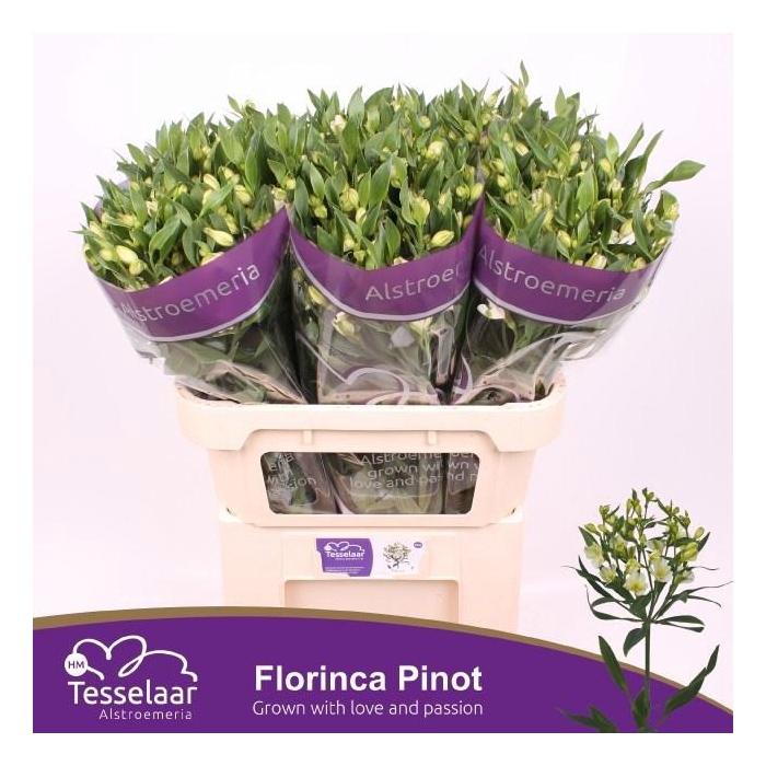 <h4>Alst Fl Pinot</h4>