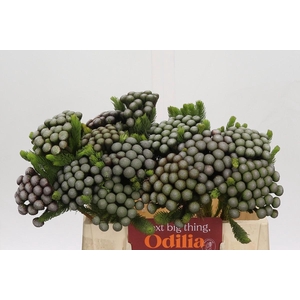 Cape Green Albiflora