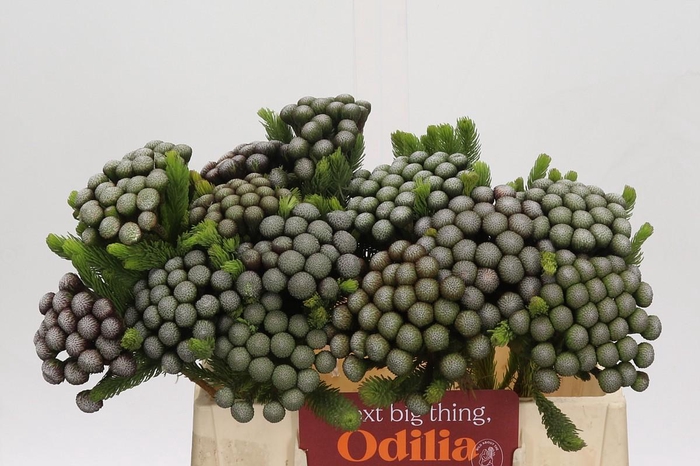 <h4>Cape Green Albiflora</h4>