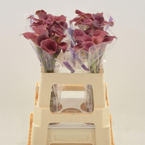 Calla Red Charm