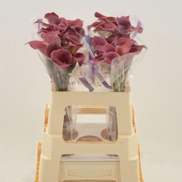 <h4>Calla Red Charm</h4>