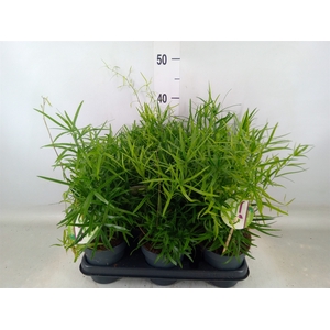 Asparagus falcatus