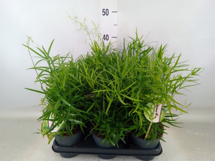 <h4>Asparagus falcatus</h4>