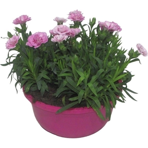 Hello Spring Dianthus Oscar in 19 cm schaal Roze