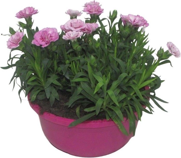 <h4>Hello Spring Dianthus Oscar in 19 cm schaal Roze</h4>
