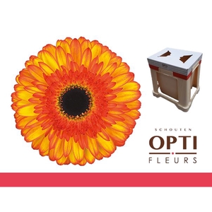 Gerbera Spotlight Water