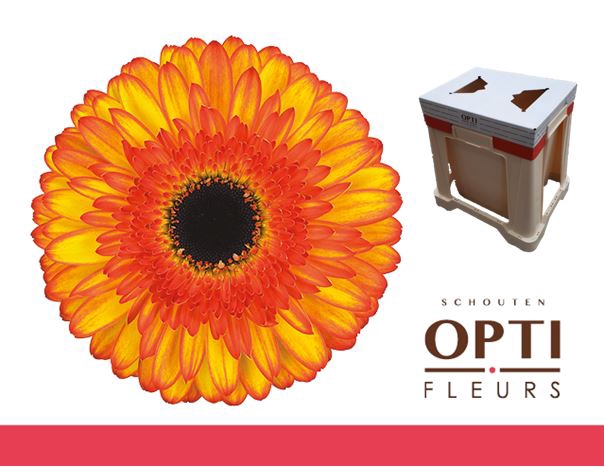 <h4>Gerbera Spotlight Water</h4>