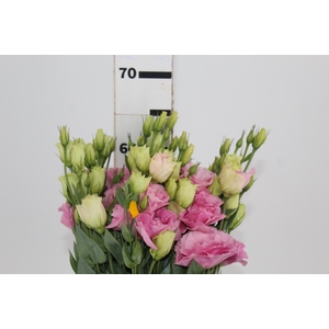 LISIANTHUS FLARE DEEP ROSE 060 CM MIN 500 GRAMAS ROSA