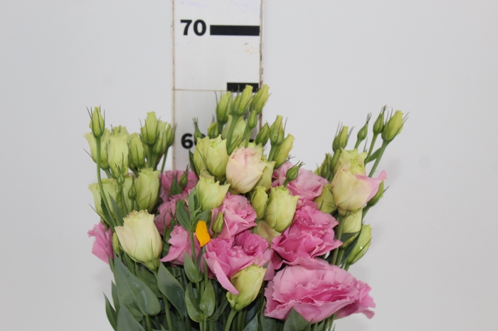 LISIANTHUS FLARE DEEP ROSE 060 CM MIN 500 GRAMAS ROSA