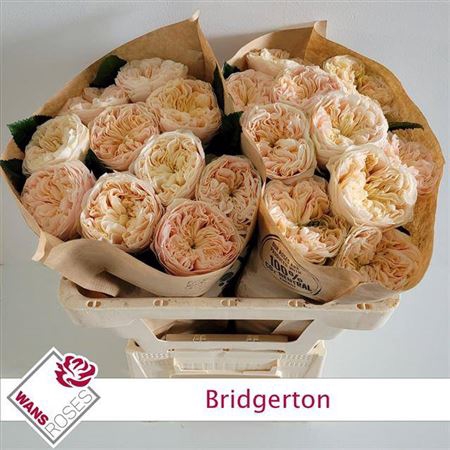 <h4>R Gr Bridgerton</h4>
