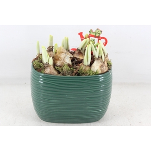 arr4 Narcis PL - Ker. ovaal groen 401/4