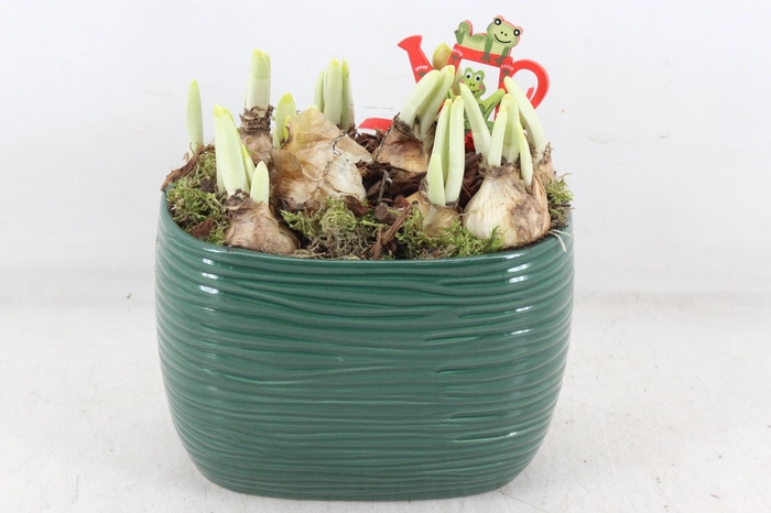 arr4 Narcis PL - Ker. ovaal groen 401/4