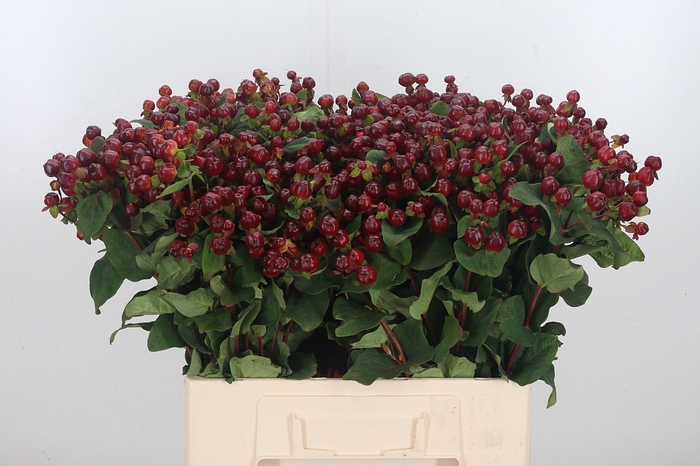 <h4>Hyp Mag Cherry</h4>